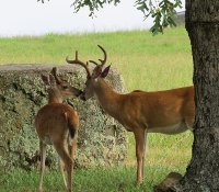 Two young deer exploring the grounds.
